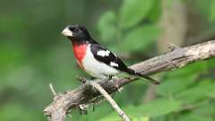 5: Rose-breasted Grosbeak 0C3_0295