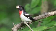 6: Rose-breasted Grosbeak 0C3_0308