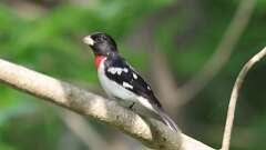 7: Rose-breasted Grosbeak 0C3_0352