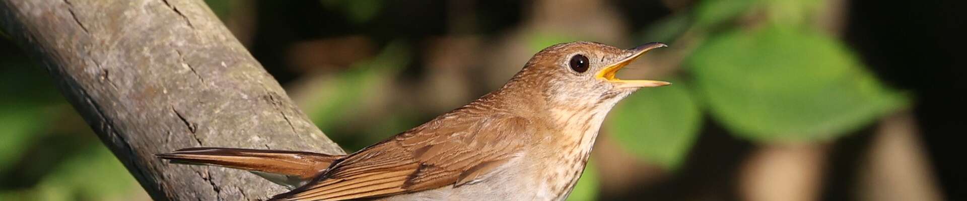 Click to show or hide the buttons