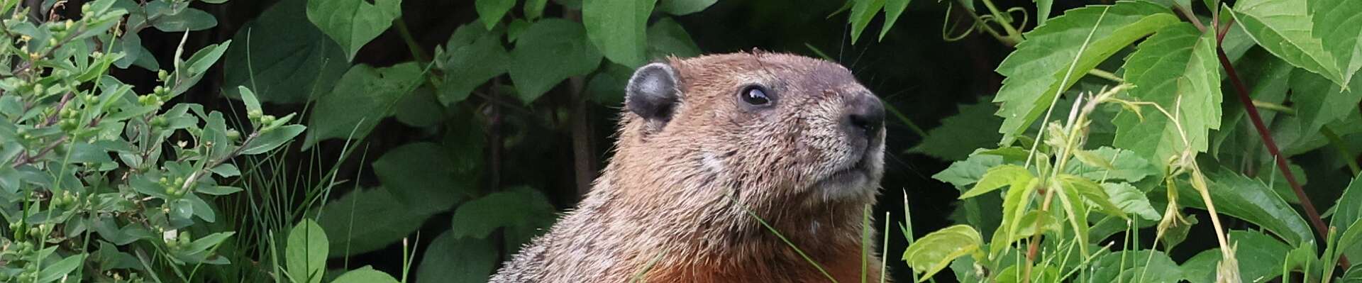 Click to show or hide the buttons