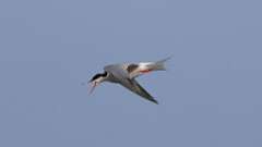 1: Common Tern 0C3_0769