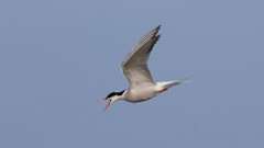 2: Common Tern 0C3_0770