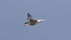 3: Common Tern 0C3_0771