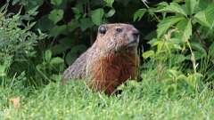 5: groundhog 0C3_3454