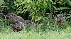 6: groundhog 0C3_3475