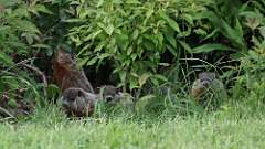 7: groundhog 0C3_3500