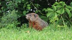 8: groundhog 0C3_3519