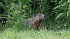 9: groundhog 0C3_3527