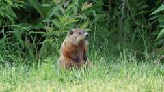 10: groundhog 0C3_3535