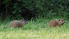 11: groundhog 0C3_3557