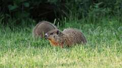 12: groundhog 0C3_3578