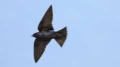 16: purple martin 0C3_3197