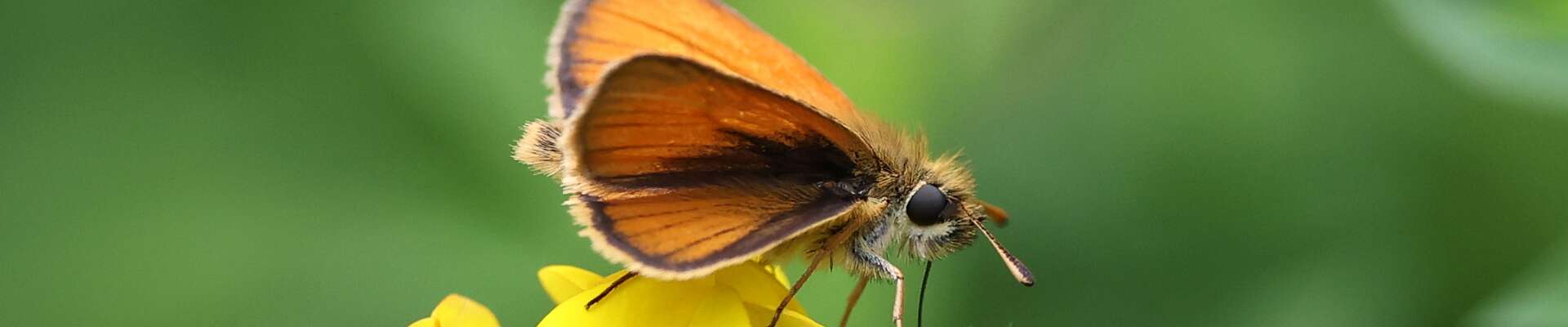 Click to show or hide the buttons