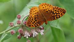 6: Great spangled fritillary 0C3_0820