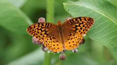 7: Great spangled fritillary 0C3_0841