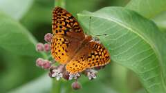 8: Great spangled fritillary 0C3_0853