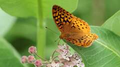 9: Great spangled fritillary 0C3_0918