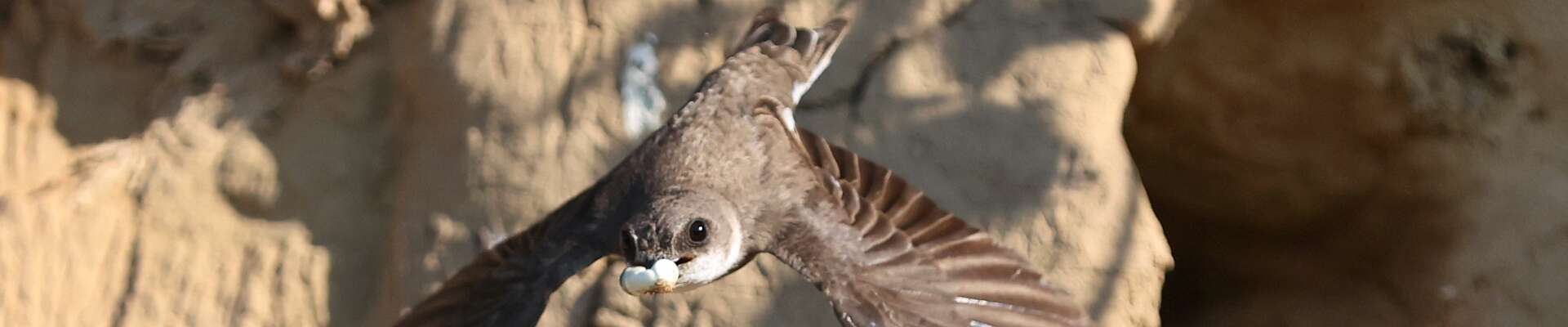 Click to show or hide the buttons