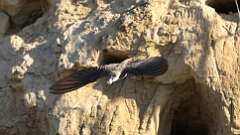 4: Bank Swallow poop 6M2_0004_0011