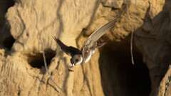 8: Bank Swallow poop 6M2_0051_0014
