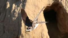 3: bank swallow poop 5M2_0651