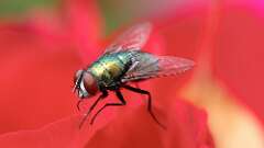 1: Common green bottle fly 6M2_0209-merge