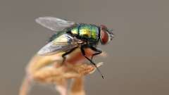 2: Common green bottle fly 6M2_0259-merge