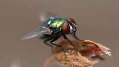 3: Common green bottle fly 6M2_0289-merge