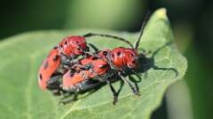 5: Red Milkweed Beetles 5M2_0610