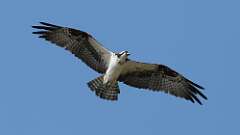 1: Osprey 0C3_1103