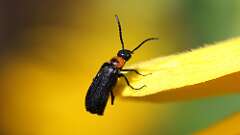 1: Blister beetle 5M2_0092