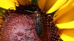 3: Blister beetle 5M2_0173