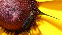 4: Blister beetle 5M2_0187