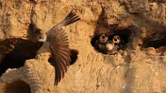 2: bank swallow babies 5M2_0944