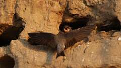 5: bank swallow babies 5M2_1324