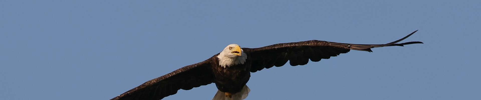 Click to show or hide the buttons