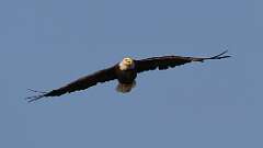 1: Bald eagle 0C3_2093