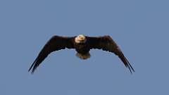 3: Bald eagle 0C3_2106