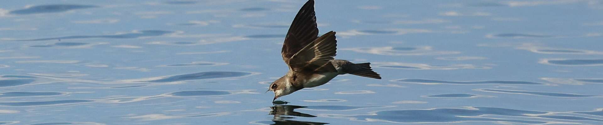 Click to show or hide the buttons