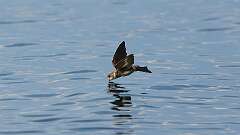 3: bank swallow 0C3_0943