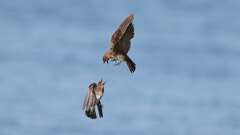 1: bank swallows fighting 0C3_0615