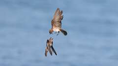 2: bank swallows fighting 0C3_0617