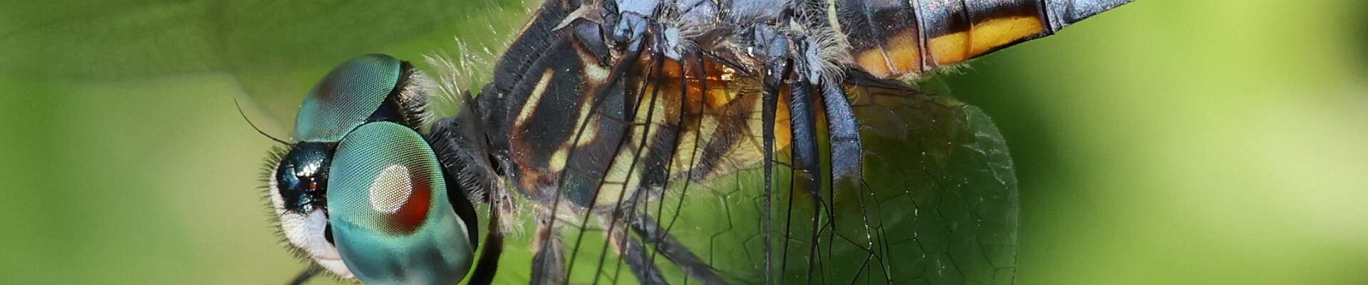 Click to show or hide the buttons