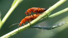 6: Common Red Soldier Beetles 5M2_0019