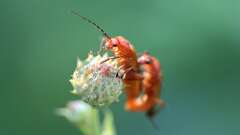 7: Common Red Soldier Beetles 5M2_0123