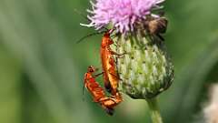 8: Common Red Soldier Beetles 5M2_0368