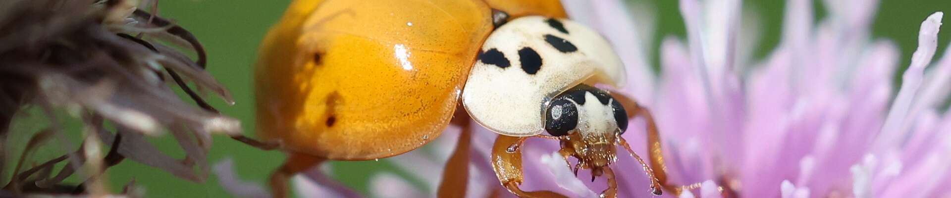 Click to show or hide the buttons