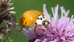 1: Asian lady beetle 5M2_0454