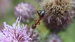 5: field ant 5M2_0782
